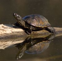 Europäische Sumpfschildkröte (Emys orbicularis)