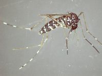 Asiatische Tigermücke (Aedes albopictus)
Quelle: Dr. Helge Kampen / Friedrich-Loeffler-Institut (idw)