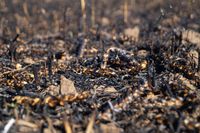Durch ukrainischen Beschuss verbranntes Getreide im Gebiet Cherson, Aufnahme vom 3. Juli. Bild: Iwan Rodionow / Sputnik
