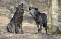Wölfe beobachten sich untereinander viel genauer als Hunde und lernen so besser voneinander.
Quelle: Foto: Walter Vorbeck (idw)
