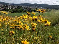 Die Echte Arnika (Arnica montana) ist in Hessen stark gefährdet.
Quelle: (Foto: Hochschule Geisenheim / Birgit Greiner) (idw)