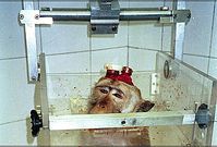 Affe mit Elektroden und Kopfhalter in einem Primatenstuhl. Bild: Ärzte gegen Tierversuche -  AESOP Project
