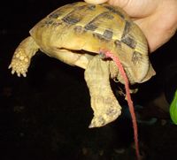 Schnur an Schildkröte befestigt