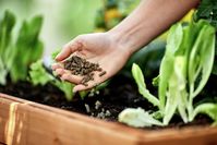 Gartenfreunde wissen: Düngen zählt zu den wichtigsten Maßnahmen der Gartenarbeit im Frühjahr, um Pflanzen einen bestmöglichen Start in die neue Freiluft-Saison zu ermöglichen.