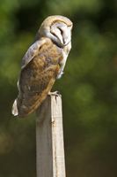 Wie die meisten Eulen schläft die Schleiereule (Tyto alba) tagsüber und geht nachts auf die Jagd.
Quelle: Foto: Reto Burri (idw)