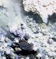 Crystal Chimney im Hydrothermalfeld öslich von Taiwan. Quelle: JAMSTEC