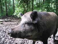 Ausgewachsenes Wildschwein