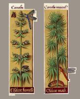 Hanf (Cannabis sativa) im Stundenbuch der Anne von Bretagne