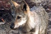 Ein zwölf Wochen alter Wolfswelpe aus der Lausitz. Mit allen Sinnen verfolgen die Jungen, was in der Welt um sie herum passiert. Bild: ZDF und Sebastian Koerner