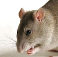 Ratte: nimmt viele verschiedene Krankheitserreger auf. Bild: giemedia.com