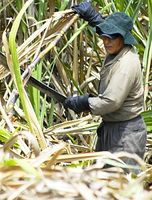 Arbeiter in Zuckerrohr-Plantagen werden finanziell und gesundheitlich ausgebeutet. Bild: DKA