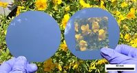 Normale versus transparent gestanzte Silizium-Solarzelle.