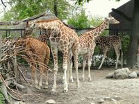 Giraffen im Zoo Kopenhagen, Mai 2012