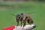 Diese Honigbiene wird gleich in einer Entfernung von drei Kilometern von ihrem Bienenstock freigelassen. Der Chip auf ihrem Rücken gibt den Wissenschaftlern Auskunft darüber, wie lange sie für den Heimweg benötigt. Foto: Mario Pahl