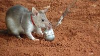 Eine Minenratte hat ein mit Sprengstoff gefülltes Tee-Eier erschnüffelt. Bild: ZDF und Steffen Bayer