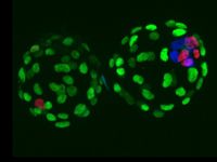 Ein ungleiches Zwillingspaar: Blastozysten-Stadium von Mausembryonen: In 70 Prozent der Zwillingspaare entwickeln sich die einzelnen Zellen mit unterschiedlichem Erfolg zur Blastozyste. Quelle: MPI Münster / E. Casser (idw)