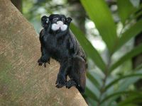 Schnurbarttamarine (Saguinus mystax) tragen entscheidend zur Ausbreitung der Samen des neotropischen Baumes Parkia panurensis bei. Quelle: Foto: Julia Diegmann, DPZ (idw)