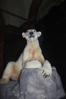 Eisbär Knut als Dermoplastik im Museum für Naturkunde in Berlin.
Quelle: Steven Seet/IZW (idw)