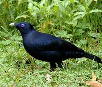 Männlicher Seidenlaubenvogel (Ptilonorhynchus violaceus)