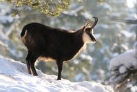 Alpengaudi setzt Gämsen zunehmend unter Stress. Bild: "obs/Deutsche Wildtier Stiftung/Hans-Joachim Fünfstück, piclease"