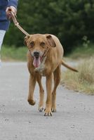 Hunde sollten in Bewegung bleiben, auch wenn sie unter Arthrose leiden. Bild: obs/bft/klostermann