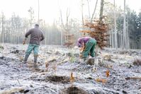 lavera fortet am - Waldarbeiter pflanzen am Benther Berg