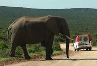 Elefantenbulle wird mit Playback konfrontiert. Bild: Anton Baotic, univie.ac.at