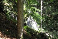 Wald
Quelle: Quelle: Universität Freiburg (idw)