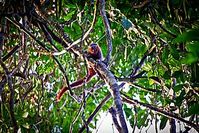 WWF-Expedition entdeckt bislang unbekannte Primatenart in Brasilien, die zur Gattung Callicebus (Springaffen) gehört  © Julio Dalponte