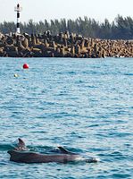 Bleifarbene Delfine schwimmen an den neuen Drumlines (Köderhaken) vorbei. Bild: © Brett Atkins