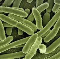 Bakterien: Forscher klären Eisentransport.