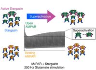 Super-Aktivierung von AMPA-Rezeptoren durch wiederholte Stimulation
Quelle: Plested, FMP (idw)