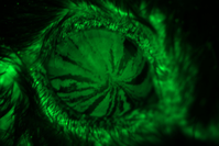 Stammzellen im Auge sichtbar (grün) gemacht.