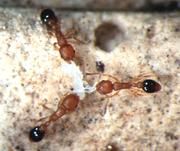 Ameisen – im wahrsten Wortsinn „putzige Tierchen“ Foto: Universität Regensburg