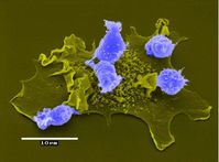 Stimulation von T-Zellen (blau) durch eine dendritische Zelle
Quelle: Foto: HZI/Kurt Dittmar (idw)