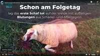 Bild: Impfkritik.de / Bericht von kla.tv über die Folgen einer Zwangsimpfung bei Schafen