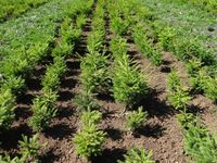 Junge Fichten (Picea abies) aus mehreren Populationen im Pflanzgarten bei Matzendorf (Kt. Solothurn). Deutlich erkennbar sind die unterschiedlichen Baumhöhen der einzelnen Herkünfte. Quelle: Aline Frank / WSL (idw)