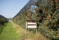 Bild: Obst vom Bodensee Fotograf: Obst vom Bodensee
