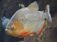 Roter Piranha (Pygocentrus nattereri)