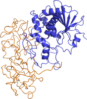 Bändermodell des Rizins nach PDB 2aaI. In Blau ist die A-Kette, in Orange die B-Kette dargestellt.