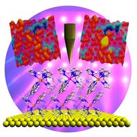 Computermodell der Doppelschicht von Spincrossover-Molekülen auf einer Goldoberfläche: Mit der STM-Spitze des Rastertunnelmikroskops lassen sich einzelne Moleküle schalten. Bild: Holger Naggert & Thiruvancheril Gopakumar