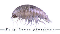 Die neu entdeckte Spezies Eurythenes plasticus ist bereits mit Plastik kontaminiert Bild: "obs/WWF World Wide Fund For Nature"