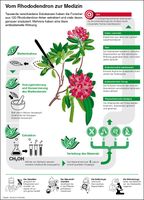 Infografik: Vom Rhododendron zur Medizin
Quelle: Copyright: Jacobs University (idw)