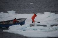 Erschlagen, erschossen, ertränkt: Robbenjagd in Kanada Bild: Sea Shepherd