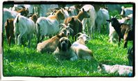 Hüte- und Herdenhunde bieten einen effektiven Schutz vor Wölfen - selbst wenn unnatürlich viele Schafe oder Ziegen gehalten werden (Symbolbild)