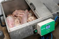 Tote Ferkel in einer CO2-Tötungsbox