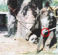 Exemplarisch: Elefanten-Misshandlung im Zoo (Dresden, 2007). Bild: PETA Deutschland e. V.