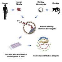 Wissenschaftler erschaffen halb-menschliche, halb-affenhafte Embryonen Bild: UM / Eigenes Werk