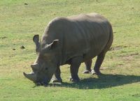 Nördliches Breitmaulnashorn im Zoo von San Diego (der Bulle „Angalifu“, 2014 verstorben)