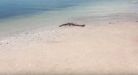 Bild: Screenshot aus dem YouTube-Video "Georgia man finds strange sea creature washed up on beach"